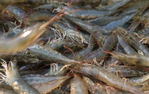 吃虾不能和什么东西一起吃