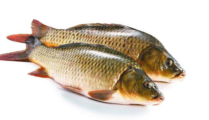 为什么鲤鱼在美国成了祸害