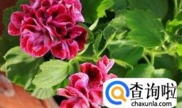蝴蝶梅的养殖方法和注意事项