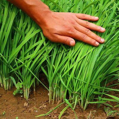 割韭菜是什么梗