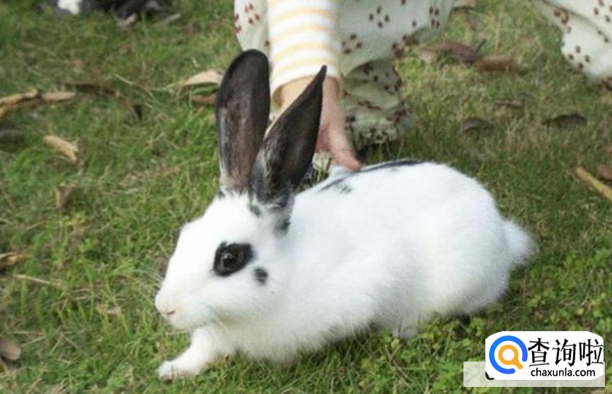 宠物兔子怎么养