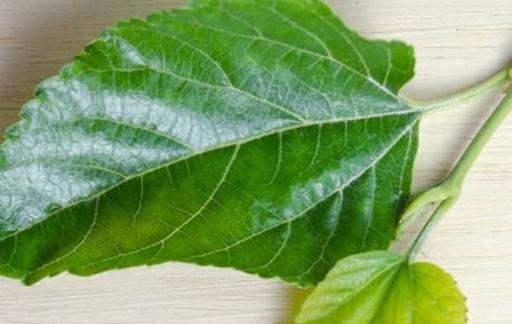 桑叶如何保存才可以给蚕宝宝吃