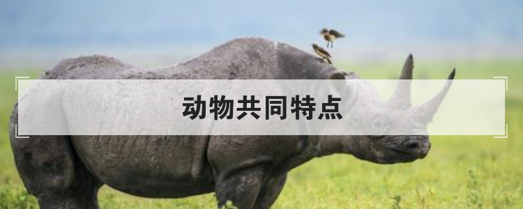 动物共同特点