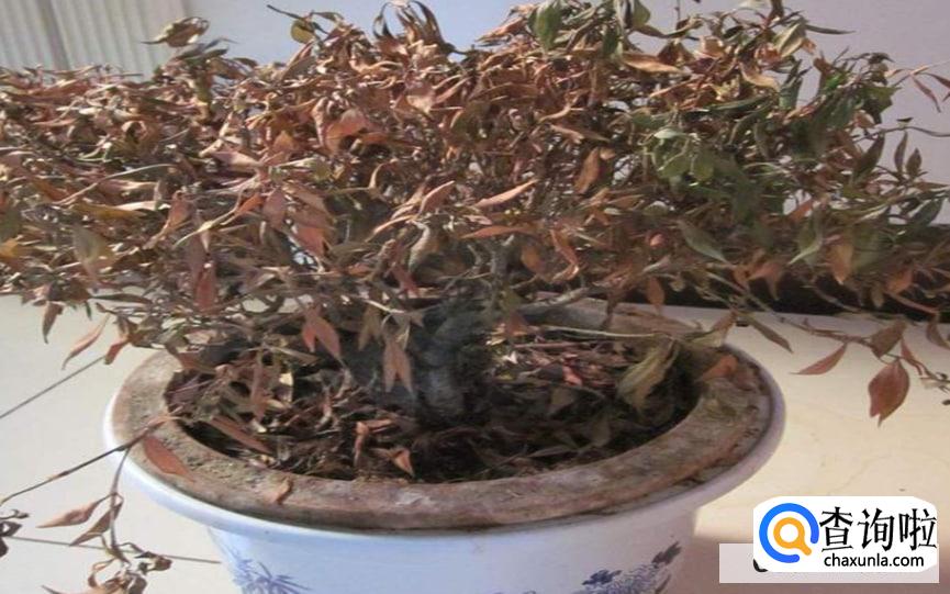 如何检测家中甲醛是否超标