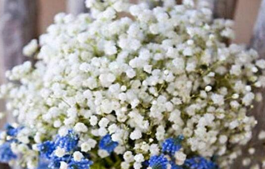 满天星的花语是什么