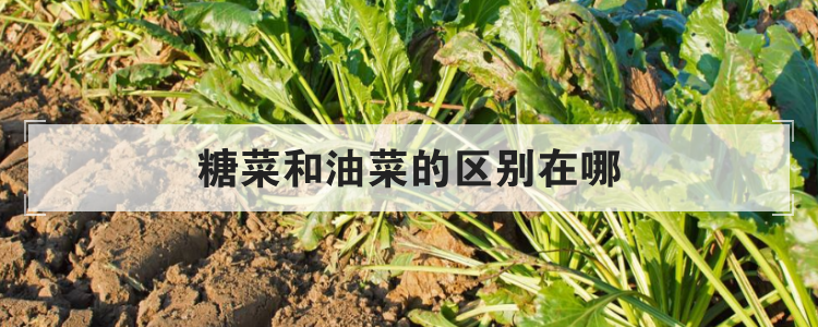 糖菜和油菜的区别在哪