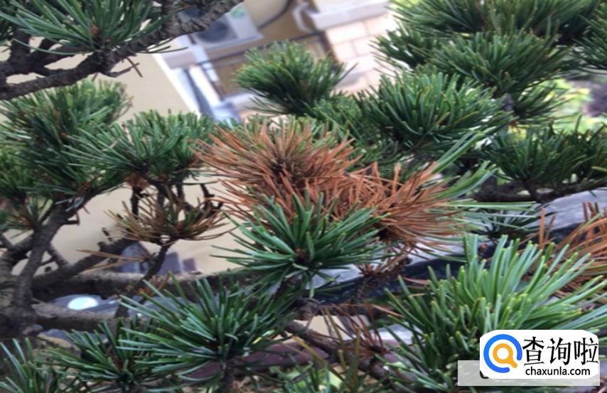 松树枯死的抢救方法有哪些