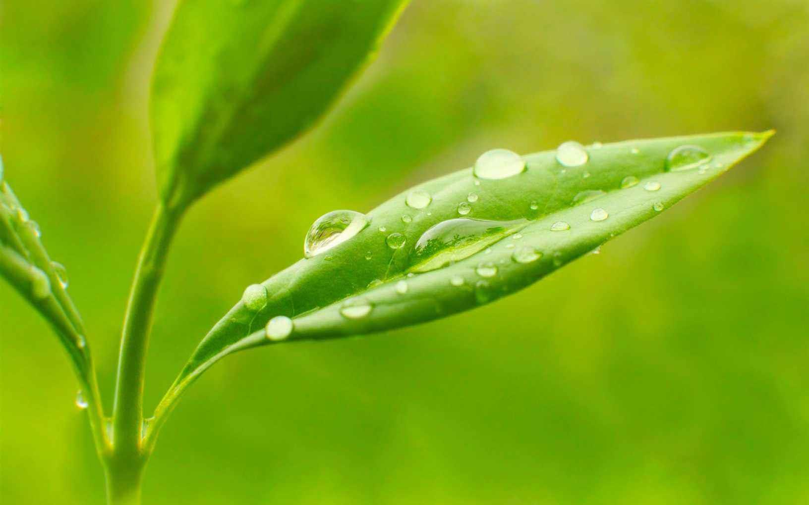 为什么早晨有露水一般是晴天