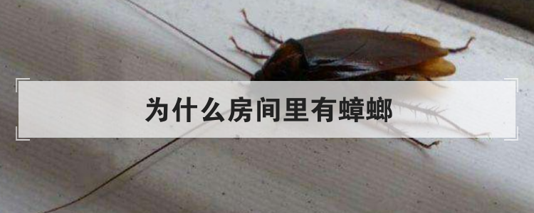 为什么房间里有蟑螂