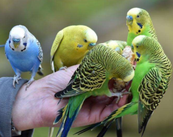 虎皮鹦鹉怎么养