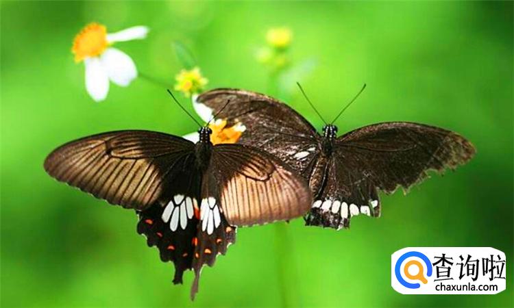 蝴蝶的家在哪里