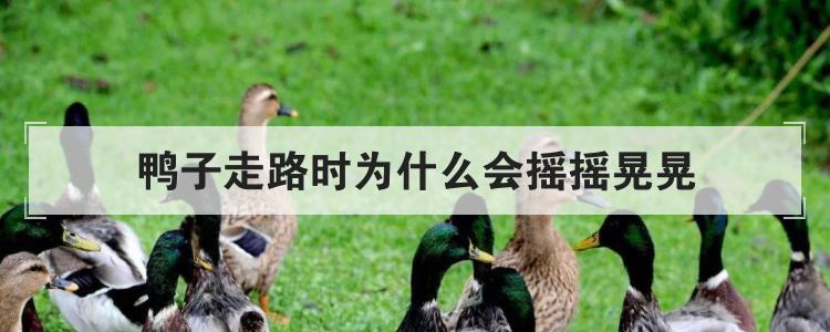 鸭子走路时为什么会摇摇晃晃