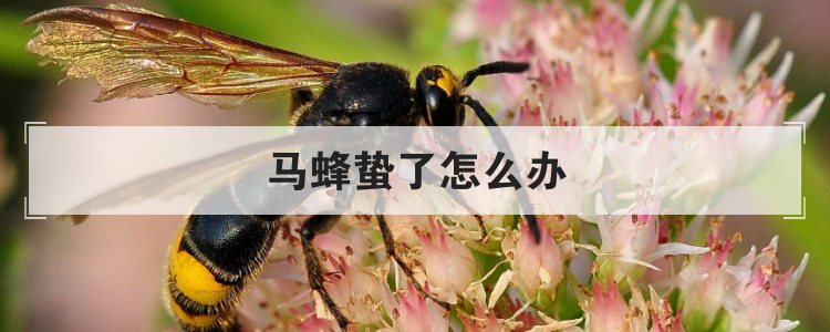 马蜂蛰了怎么办
