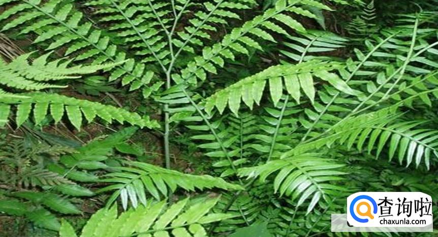 观音莲座蕨的养殖方法有哪些