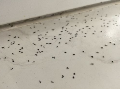 晚上开灯进来好多小飞虫怎么办