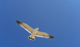 wing是什么意思