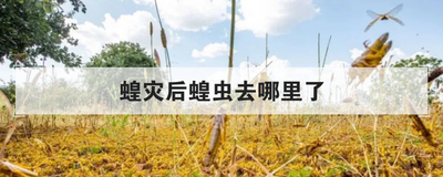 蝗灾后蝗虫去哪里了