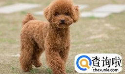 泰迪好养吗？