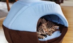 怎样养猫更合理