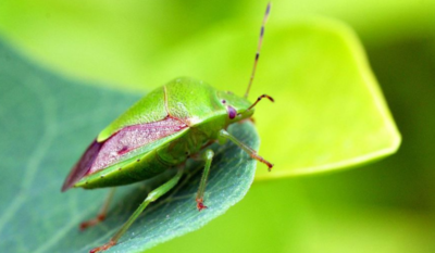 九香虫的功效与作用