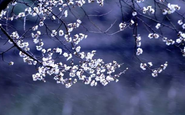 为有暗香来出自哪里