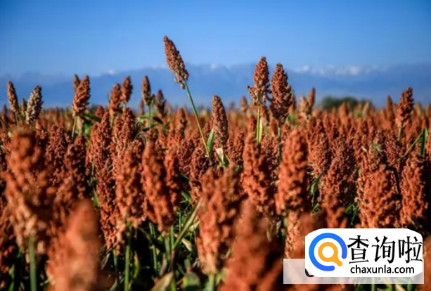 种植高粱有哪些科学的管理方法