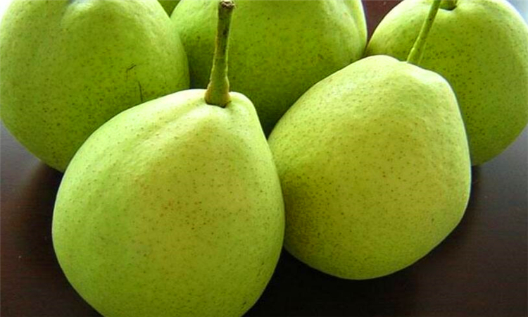 pear是什么意思