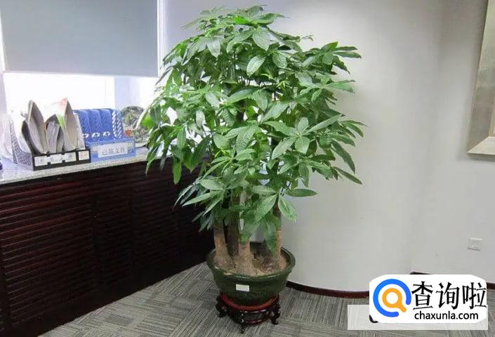 怎样才能把发财树养得好?