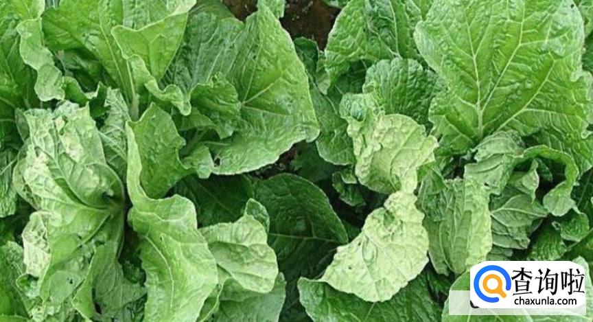 血糖高的人到底该吃什么