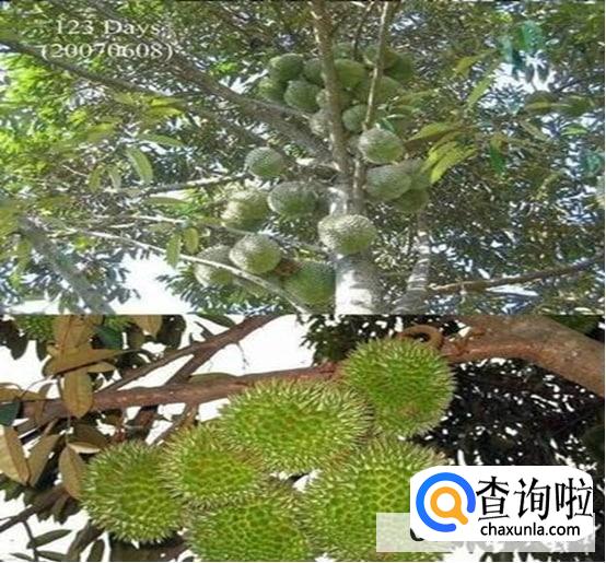 榴莲是怎么生长的