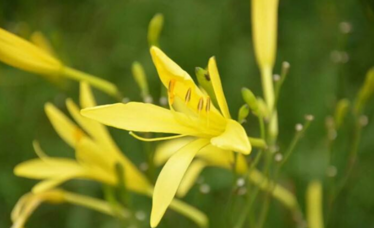 黄花菜熟晒和生晒区别