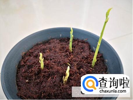 怎么发芽栽种菠萝蜜核