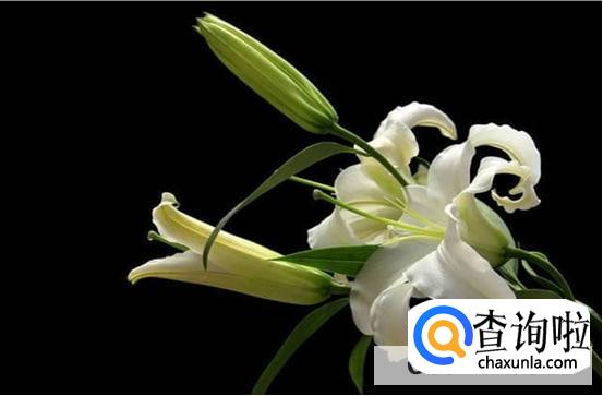 怎样选择送花的最佳时机