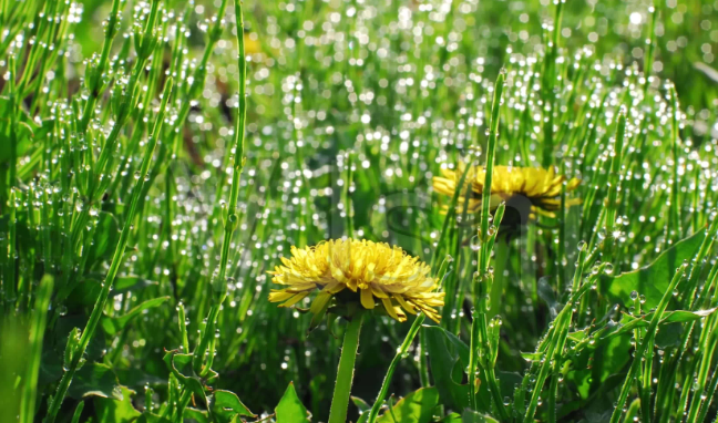 形容春天的古诗？