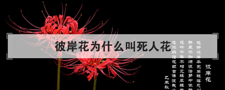 彼岸花为什么叫死人花