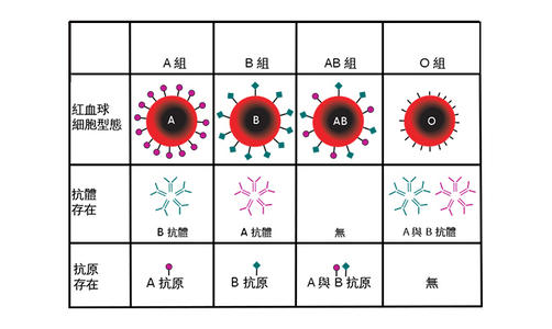rh血型阳性什么意思