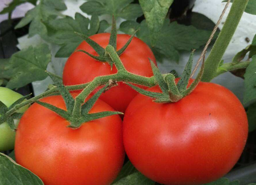 tomato是什么意思