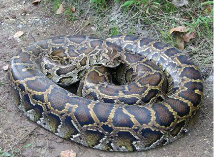 世界上最大的蛇