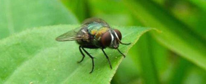 为什么苍蝇经常围绕着顶灯飞