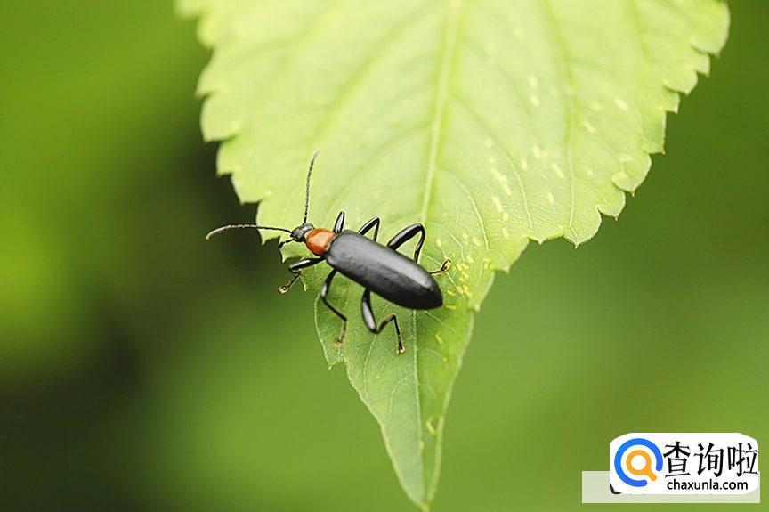 屋里小黑虫特别多的原因