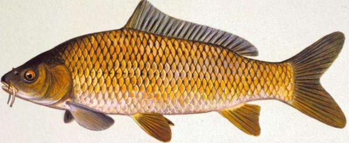 为什么鲤鱼在美国成了祸害