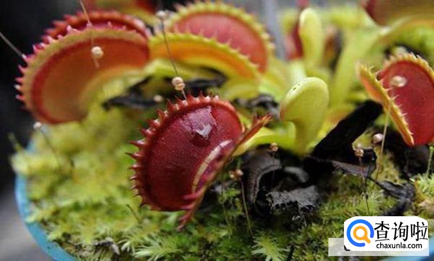 捕蝇草发黑怎么办