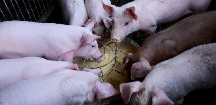 新疆人为什么不吃猪肉