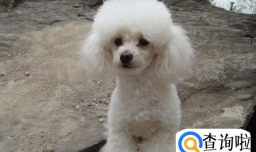 贵宾犬为什么晚上叫，怎么训练贵宾犬不乱叫