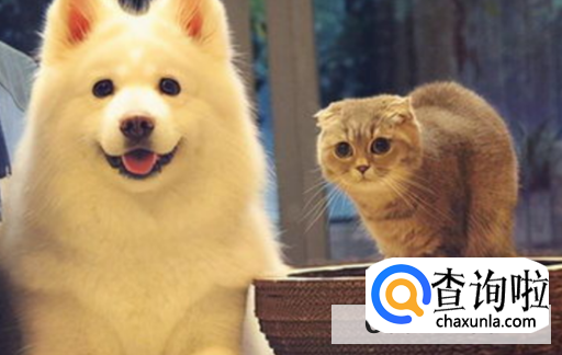 如何直接那种宠物适合自己