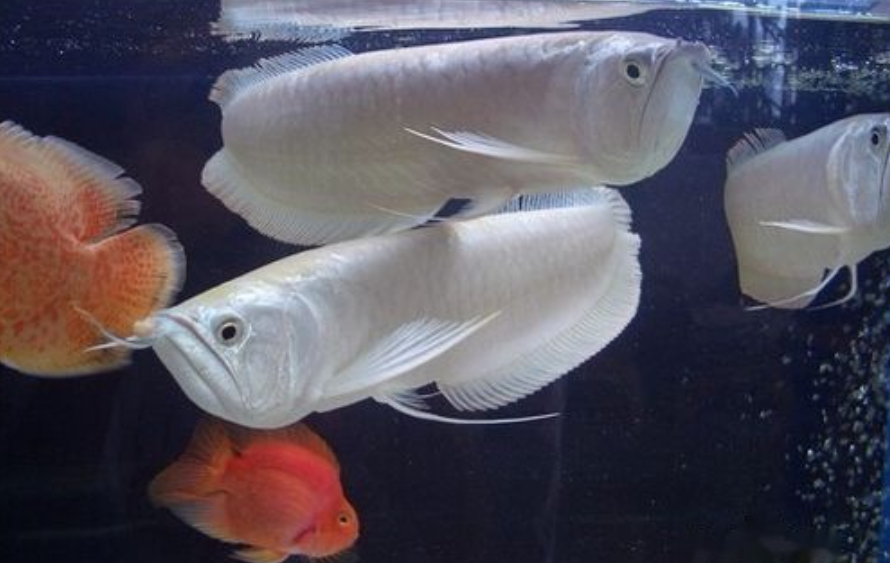 银龙鱼怎么养