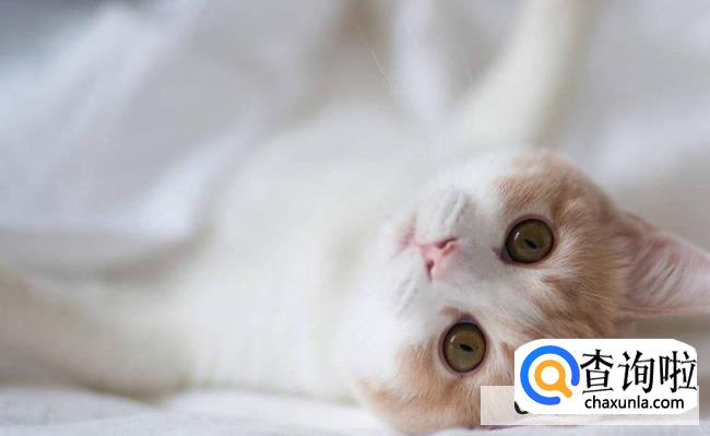 猫咪在黑暗中能不能看清东西