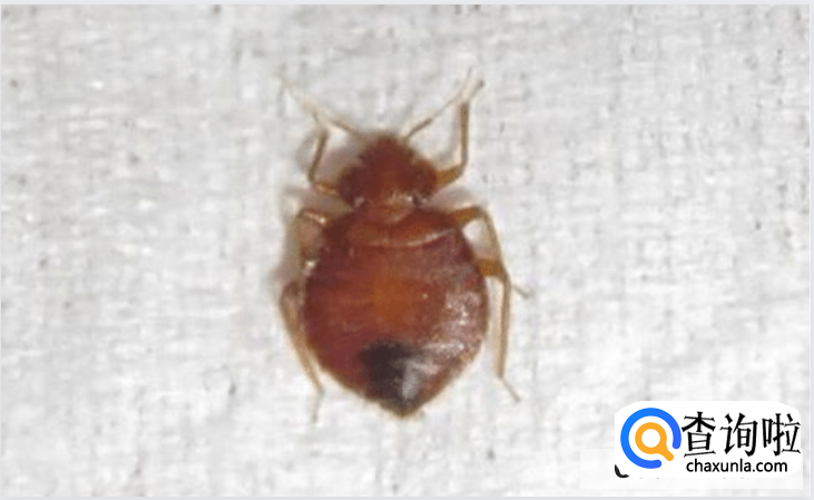 房间内有臭虫如何驱赶