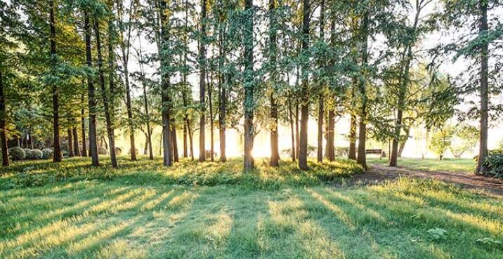 植树的好处有哪些?