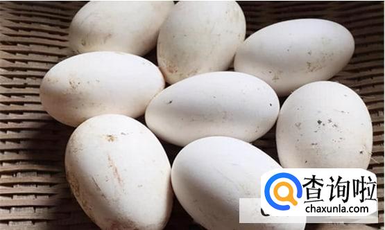 宝宝能吃鹅蛋吗